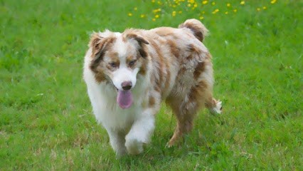 LA VALLEE DES AUSTRALIENS, Eleveur de Chiens à Brux