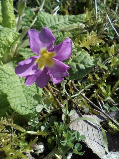 Le domaine de Champagne (Pension et Education canine), Pension pour Chiens à Champagne-sur-Oise
