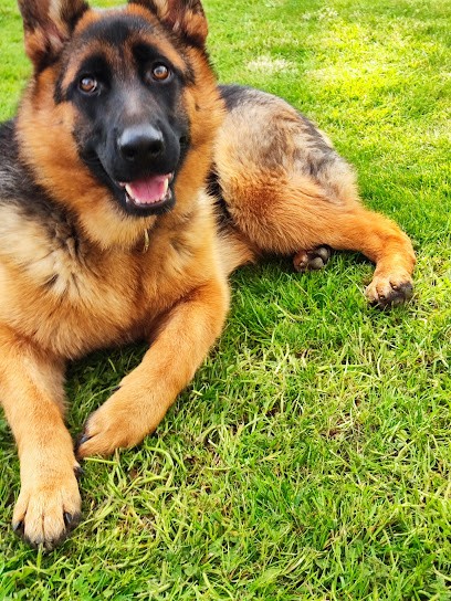 Elevage du Domaine d'Ushuaia et de Samojeal, Eleveur de Chiens à Val en Vignes