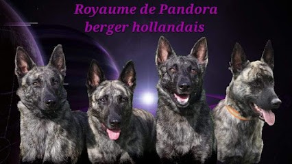 Du Royaume de Pandora ( berger hollandais LOF), Eleveur de Chiens à Chambornay-lès-Pin