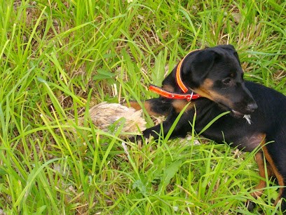 élevage de la vallée de l'Ource, Eleveur de Chiens à Touillon