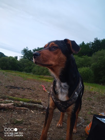 Pension canine Royal câlin, Pension pour Chiens à Sornac