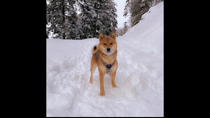ELEVAGE DES BRUMES DE BROCELIANDE, Eleveur de Chiens à Mauron