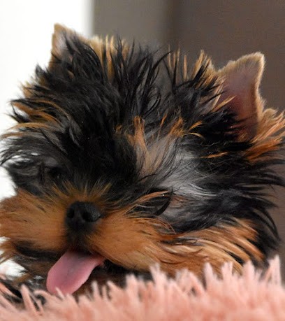 Elevage Du Clos Mayerland, Eleveur de Chiens à Sainte-Foy