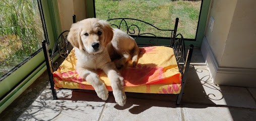 Pension et Garderie Canine Les Pattes Libres - Dog Daycare and Boarding, Pension pour Chiens à Pignan