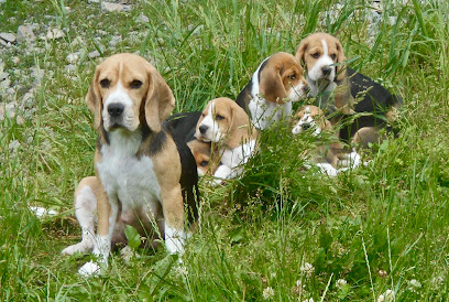Elevage Des Ronciers Pourpres, Éleveur De Chiens à Saint-Priest-la-Vêtre