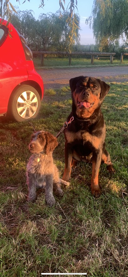Nathan tachon - NT DOG EDUC éducation canine, Dresseur de Chiens à Lavoûte-sur-Loire