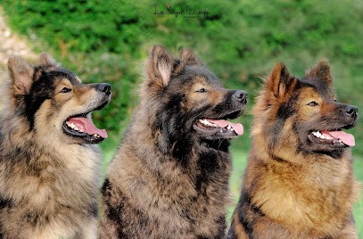 Elevage des Semper Fi Loups, élevage familial d'Eurasier, Eleveur de Chiens à Caniac-du-Causse