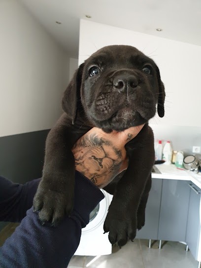 Pension Canine Au Royaume De Delio, Pension pour Chiens à Saint-Martin-de-Crau