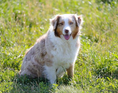 Élevage canin Des crocs du Mas berger australien, petit Brabançon, welsh corgi Pembroke, Eleveur de Chiens à Eyguières