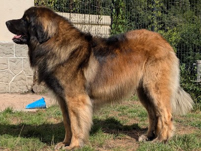 Élevage de Leonberg -Les Leos de la Fournaise, Eleveur de Chiens à Pensol
