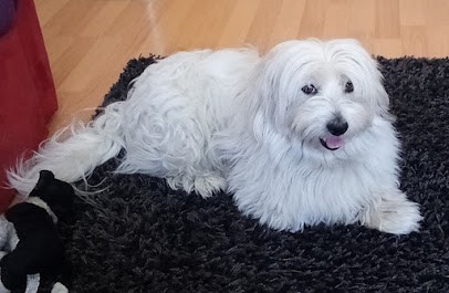 Les Cotons de Tulear d'Ivandry, Eleveur de Chiens à Camaret-sur-Aigues