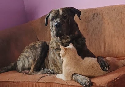 Pension Canine De Talvern, Pension pour Chiens à Pluméliau