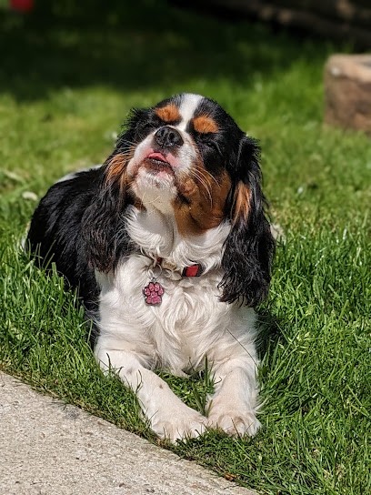 Elevage De La Maison Du Ryez, Eleveur de Chiens à Campneuseville