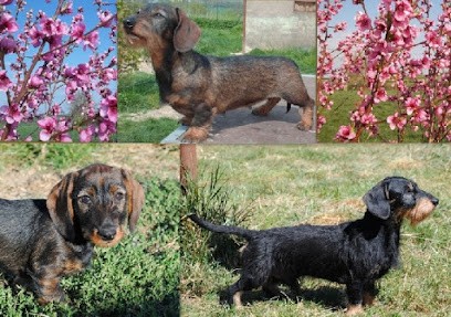 ÉLEVAGE DU FOND DES ABYSS, Eleveur de Chiens à Saligny-sur-Roudon