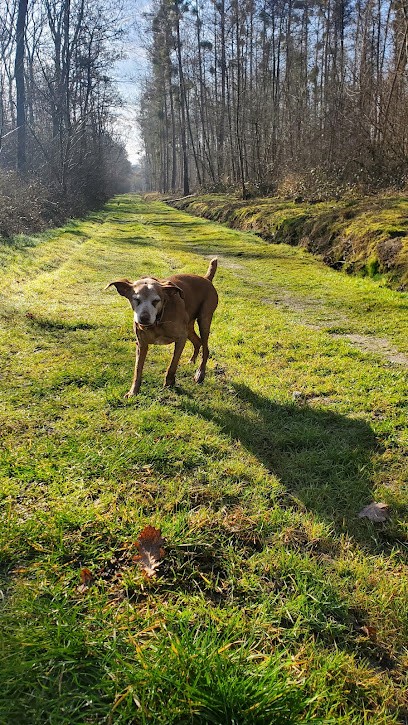 CynoVox - Comportementaliste, éducateur canin, Dresseur de Chiens au Raincy