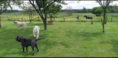 Pension Canine 4 Pattes, Pension pour Chiens à Bouresse
