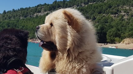 The Bully Chow, Eleveur de Chiens à Heyrieux