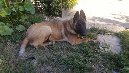 DOMAINE DE LA COMBE AUX LOUPS - Chenil de la Route de Beaurepaire, Eleveur de Chiens à Cour-et-Buis