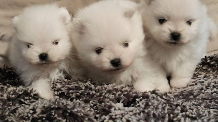 Elevage De Leyre, Eleveur de Chiens à Salles