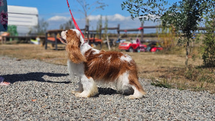 La Tribu Des Airaudes, Éleveur De Chiens à Saint-Urbain