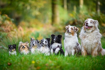 Manon Austra Shet, Pension pour Chiens à Saint-Germain-en-Coglès