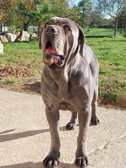 Les Molosses de Timoulys: Élevage de cane Corso, Golden Retriever, Cavalier King Charles Spaniel, Shetland Sheepdog en France, Eleveur de Chiens à Sainte-Livrade-sur-Lot