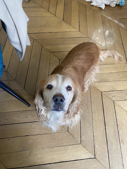 Caniglow, Dresseur De Chiens à Villejuif