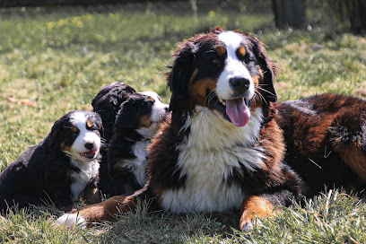 Élevage Du Domaine De Vaya D'espoir, Éleveur De Chiens à Hauterive