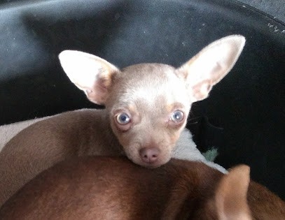 Les Patounes de Frances, Eleveur de Chiens à Lillers