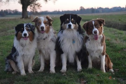 Elevage Jeko Memory, Eleveur de Chiens à Chenay