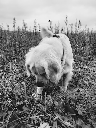 Lily Services Canins, Dresseur de Chiens à Limetz-Villez