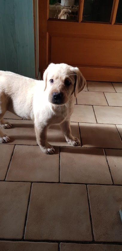 Les Labradors de la Plaine du Puy de Wolf, Eleveur de Chiens à Firmi