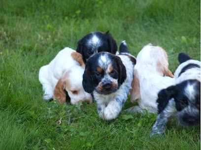 Elevage-Pension Ar Ti Marellek, Eleveur de Chiens à Landéan