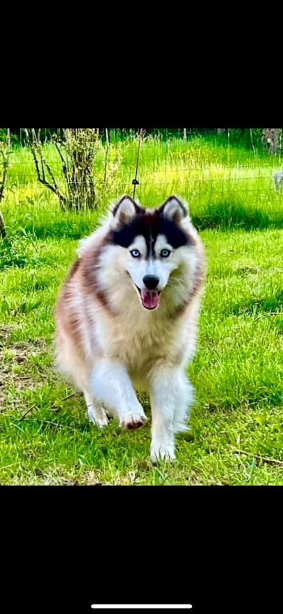 Domaine Du Petit Château - Élevage De Chiens, Éleveur De Chiens au Pailly