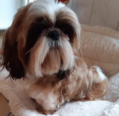 Domaine le Pin Franc, Eleveur de Chiens à Montpon-Ménestérol