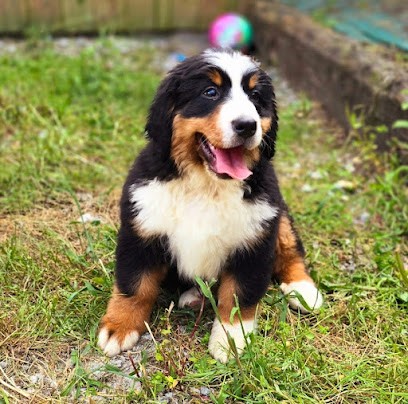 BOUVIER BERNOIS ET ENTLEBUCH - Élevage Du clan des acacias, Eleveur de Chiens à Malguénac