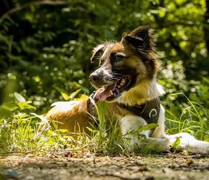 Aventure Canine, Dresseur de Chiens à Voiron