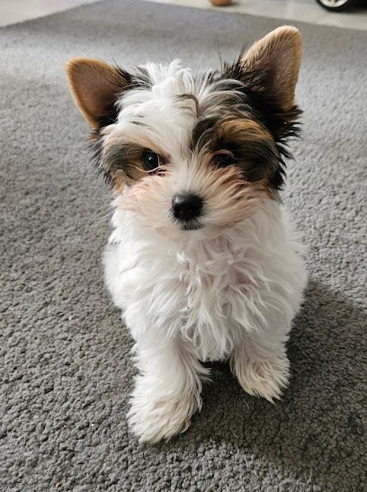 Au Royaume des Biewer's, Eleveur de Chiens à Amillis