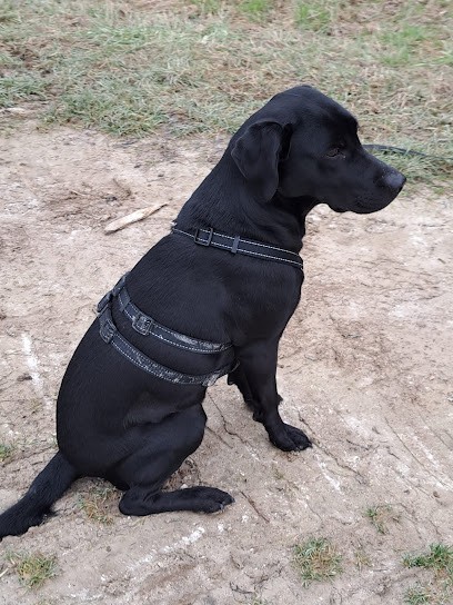 Educ&Moi - Educatrice et comportementaliste canin, Dresseur de Chiens à Mourmelon-le-Grand