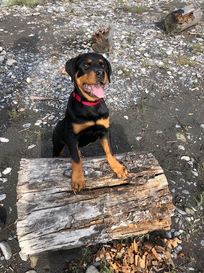 Élevage de Rottweilers de la Vallée des Glaciers, Eleveur de Chiens à Etaux
