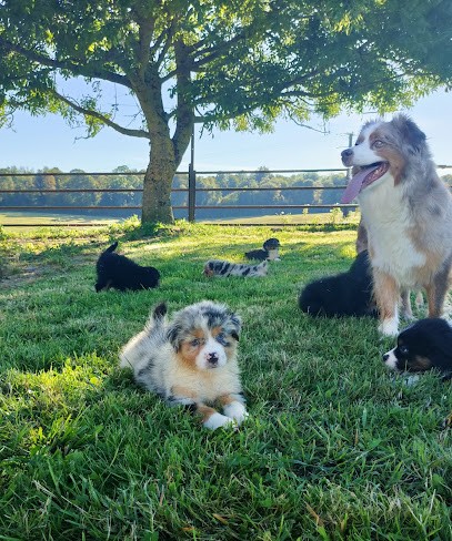 Domaine du Bois de Château, Eleveur de Chiens à Montmeillant