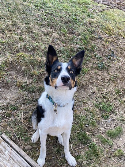 Educateur Canin - Au Service Des Chiens, Dresseur de Chiens à Combloux