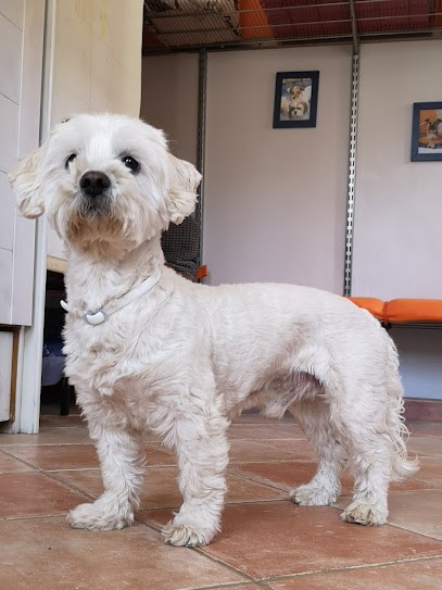 Aniway, Pension pour Chiens à Allemagne-en-Provence