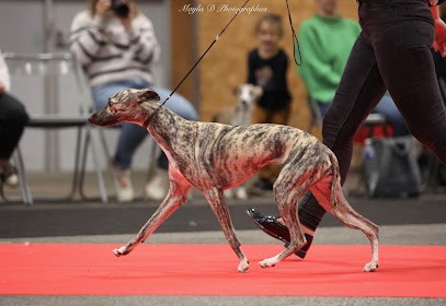 Elevage des Terres de Gwalarn (Lévriers Whippet LOF), Eleveur de Chiens au Cours