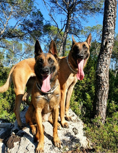 Le Monde Du Chien, Dresseur de Chiens à Vailhauquès