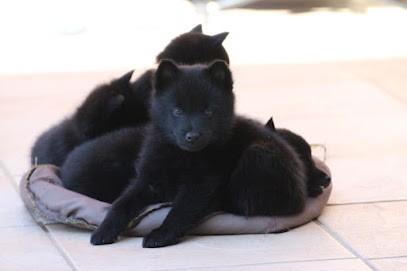 Les Schipperkes du Roz de Kerhas, Eleveur de Chiens à Primelin