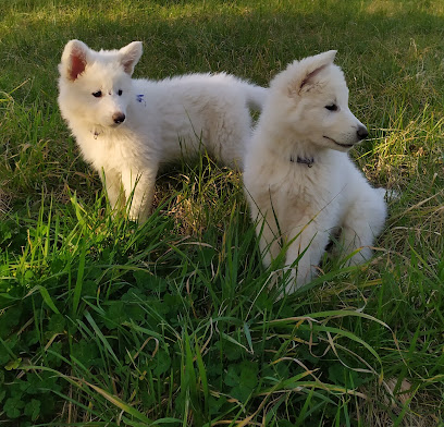 Elevage De Bergers Blancs Suisses "L'orée Des Forêts Blanches", Éleveur De Chiens à Poyartin