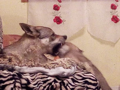 Elevage du Val de l'Atre@1&1, Eleveur de Chiens à Damas-et-Bettegney