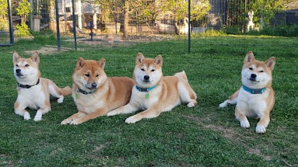 Temple shiba, Eleveur de Chiens à Bâgé-Dommartin